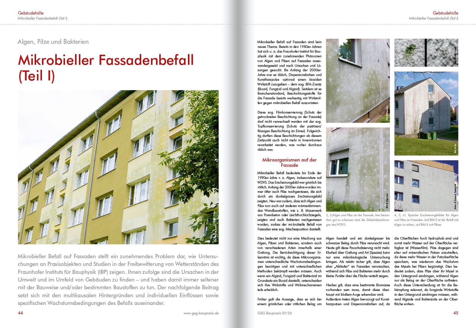 Mikrobieller Fassadenbefall 01
